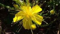 /album/wildflowers/dsc07301-antigrafi-jpg/